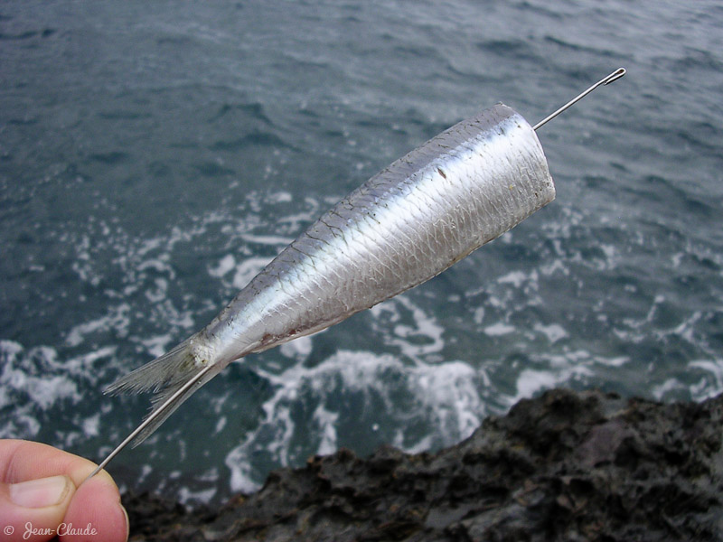 2. Transpercer à l'aide d'une aiguille à locher le corps de la sardine en suivant l'arête principale - On doit la sentir frotter à l'aiguille