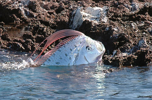 Le régalec (oarfish -photo 02)