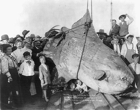 The monster sun fish caught by W.N. McMillan of E. Africa, at Santa Catalina Isl., Cal. April 1st, 1910. estimated wt. 3500 lbs