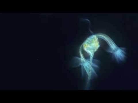 Phytoplancton - Planète Océan