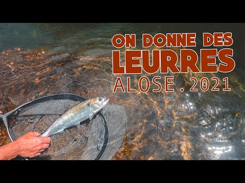 PÊCHE DE L&#039;ALOSE AUX LEURRES SOUPLE 🎣 TOUPTI SHAD DELALANDE #181