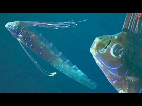 GIANT OARFISH: REAL SEA SERPENTS