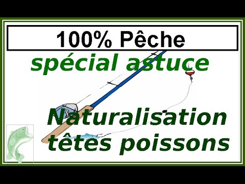 Naturaliser une tête de brochet ou un poisson entier