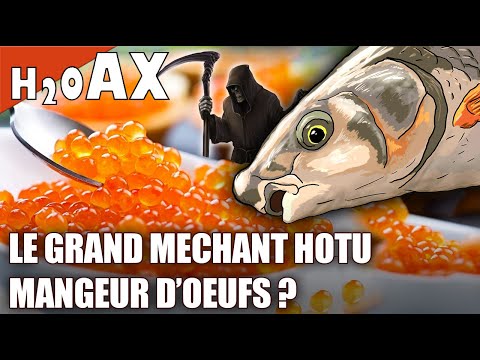 ❓❗ Le HOTU est-il vraiment DANGEREUX ? - h2oAX 01