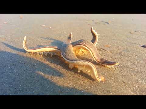 Starfish Walking on the Beach