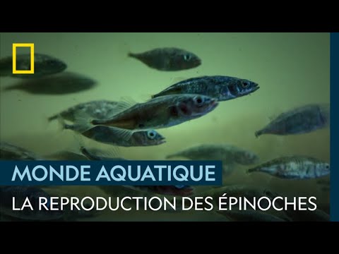 L&#039;épopée de la reproduction des épinoches