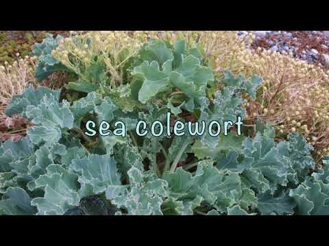 Crambé maritime - Sea Kale - Echter Meerkohl - Crambe maritima