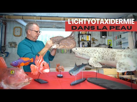 L&#039;ichtyotaxidermiste Gilles Bourré redonne vie aux poissons en Bretagne