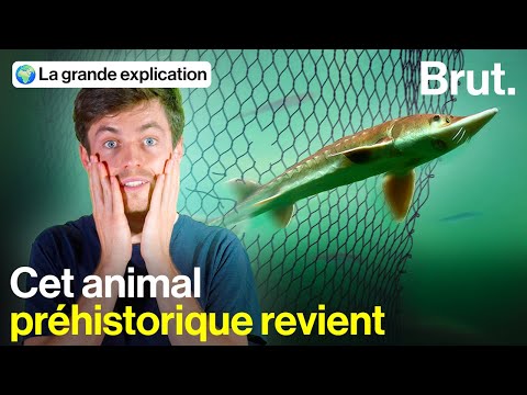 Décimé pour son caviar, ce poisson géant bientôt sauvé en France ?