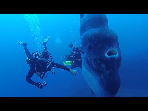 Rencontre avec un Poisson lune géant !