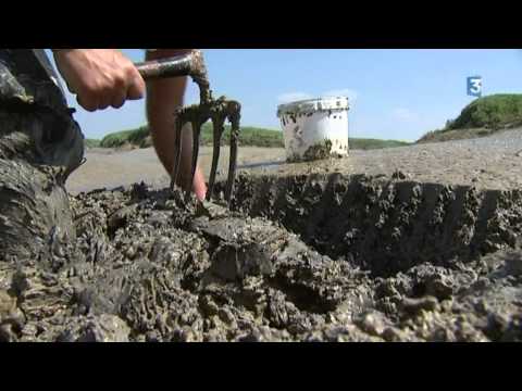 La Baie de Somme en habits d&#039;été : Reinette, verrotière.
