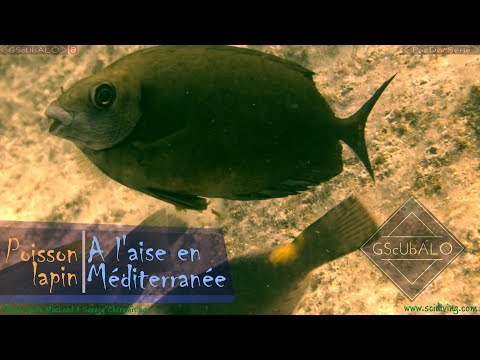 Poisson lapin #GScUbALO #PezDocSerie