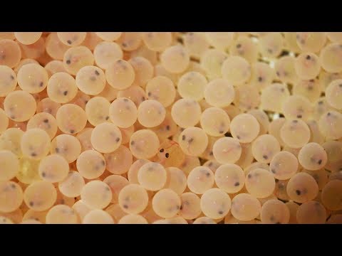 Reproduction assistée des Truites Fario à la Pisciculture Fédérale de Besse