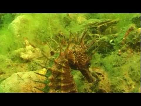 LES HIPPOCAMPES DU BASSIN D&#039;ARCACHON