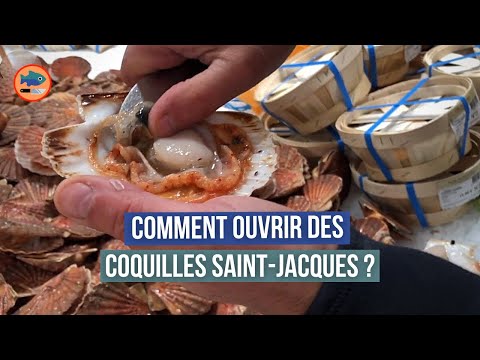 Comment décortiquer des coquilles Saint-Jacques blanches ? (2 astuces de poissonnier)