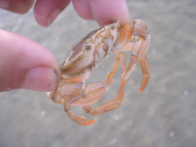 crabe