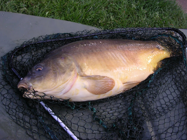 Carpe de 5,5 kg