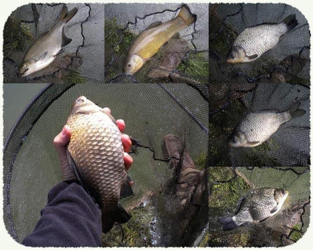Montage photo de la session de pêche