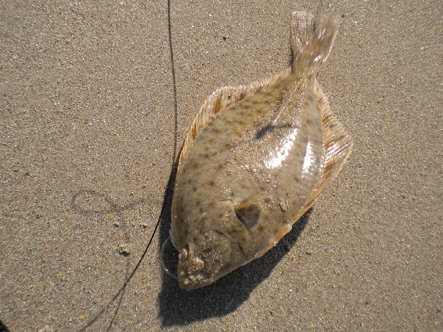 Poisson plat