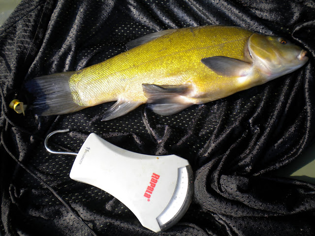 Tanche 1,1kg
