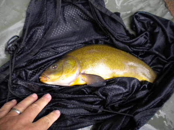 Tanche 1kg