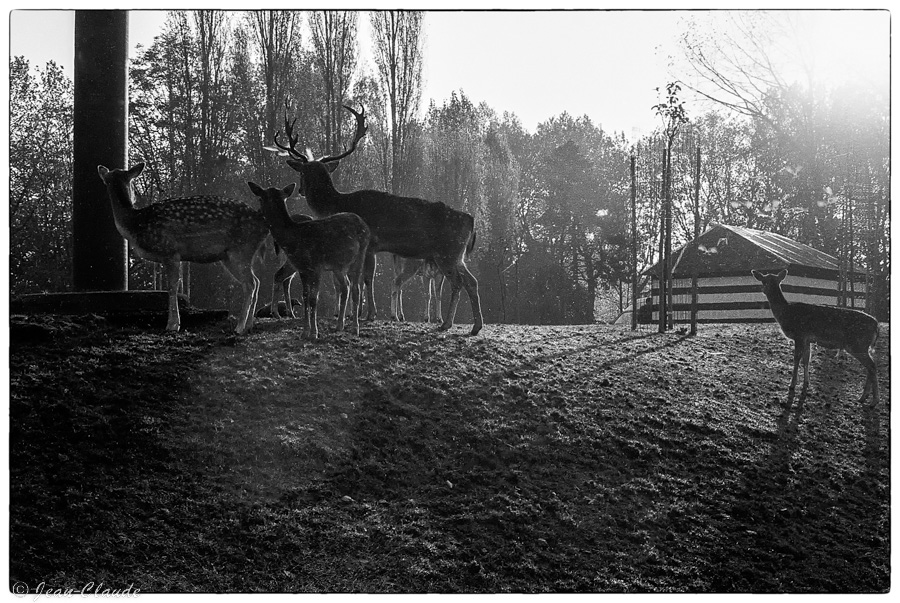 Le Bois de Boulogne avant le zoo - 1989