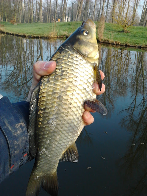 Un beau poisson