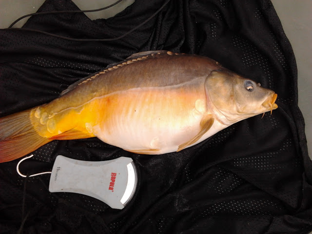 Carpe de 3kg prise au coup