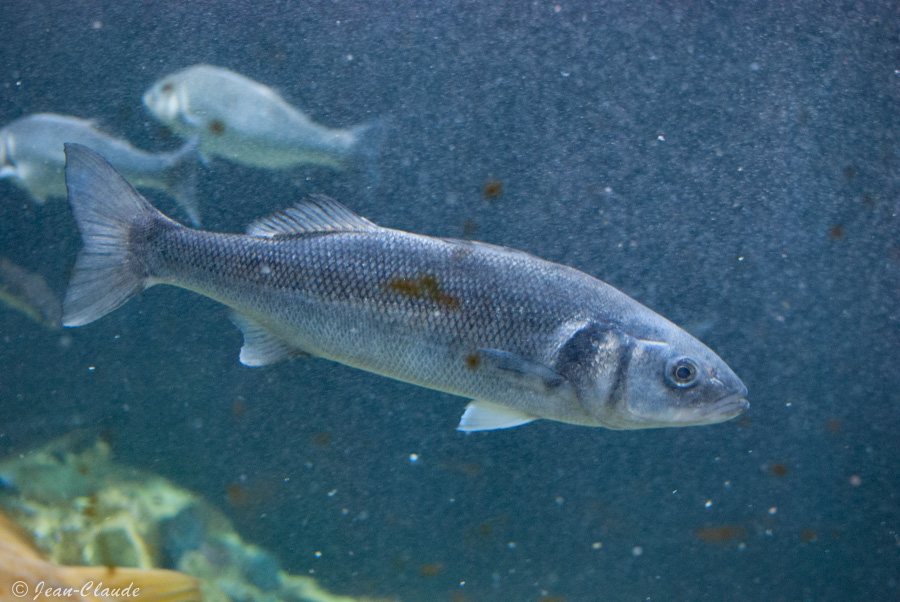 Le bar. - Aquarium de Maréis, 2012