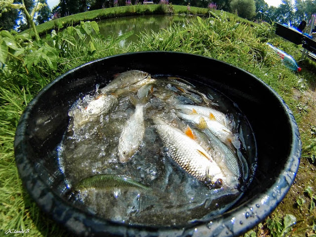 vingtaine de tous petits poissons dont quelques perchettes.
