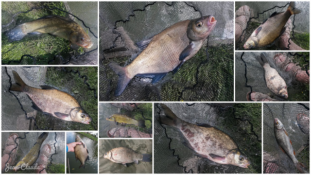 Montage photo de la session de pêche