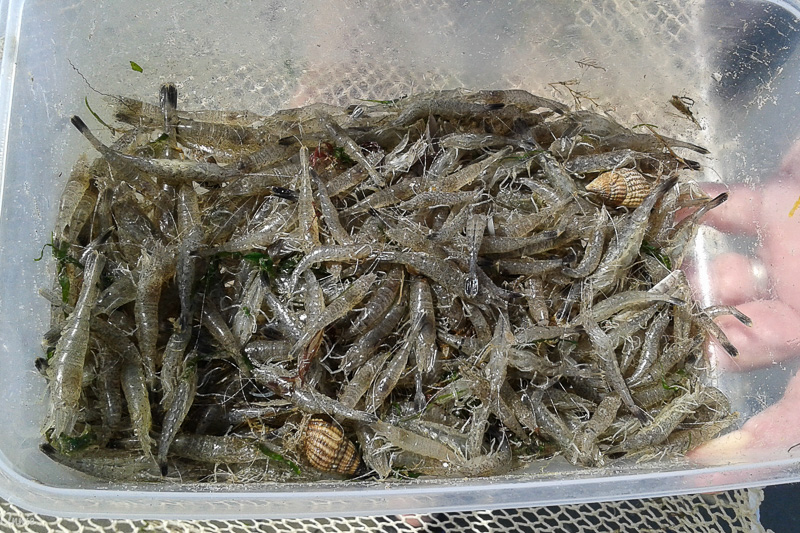 Les crevettes grises, un peu petites