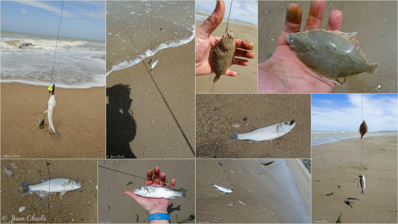 Les poissons capturés (montage photo)