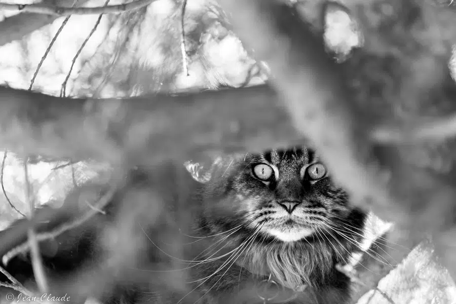 Le chat des voisins
