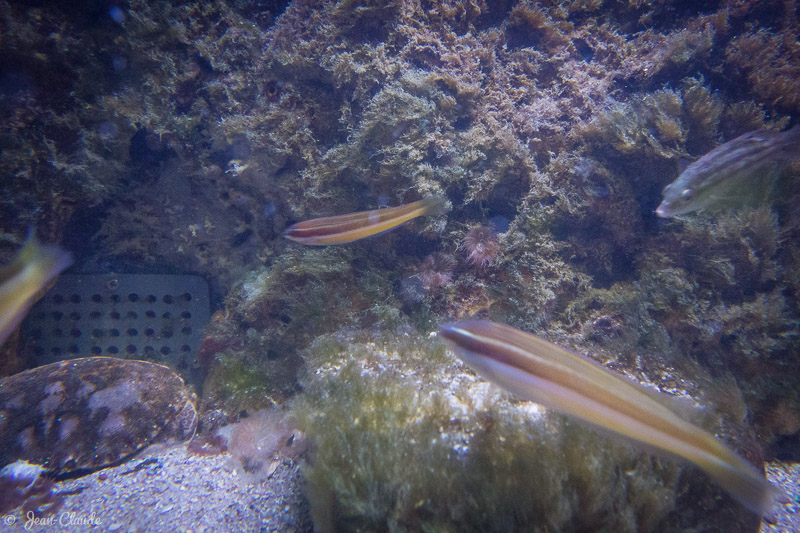 Girelles, Aquarium d'Arcachon, 2017