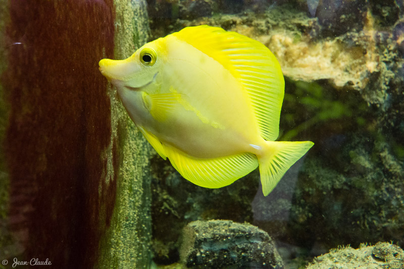 Chirurgien jaune.
