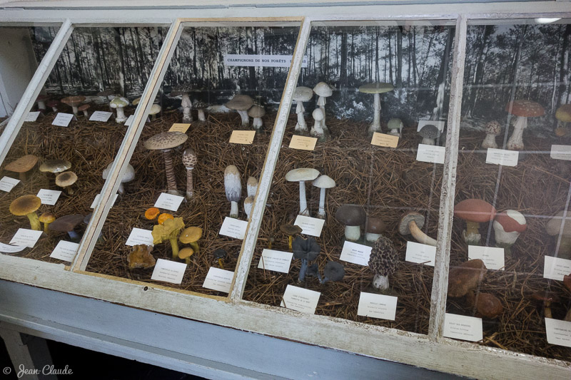 Collection de champignons. - Musée Aquarium d'Arcachon, 2017