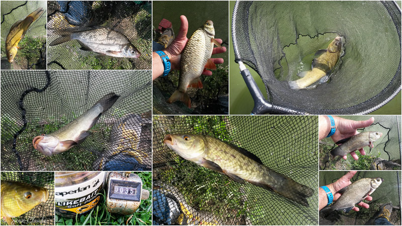 Montage photo de la session de pêche