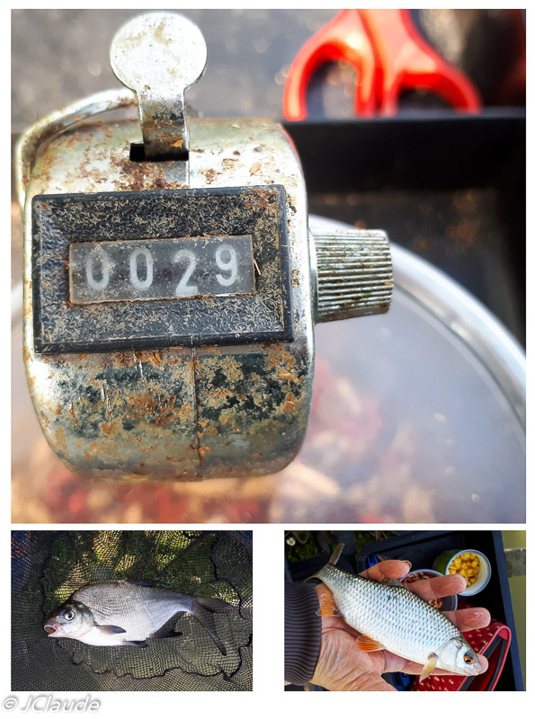 Compteur de poissons à 29 : brème et rotengle