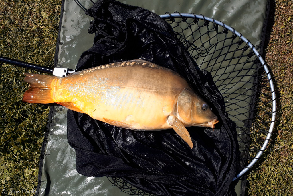 Carpe 5 kg - filtre Indian Summer
