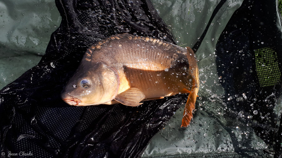 Carpe 5,5kg