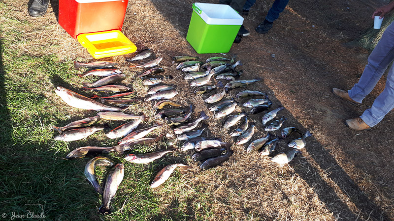 Session de pêche à la truite à Berthen