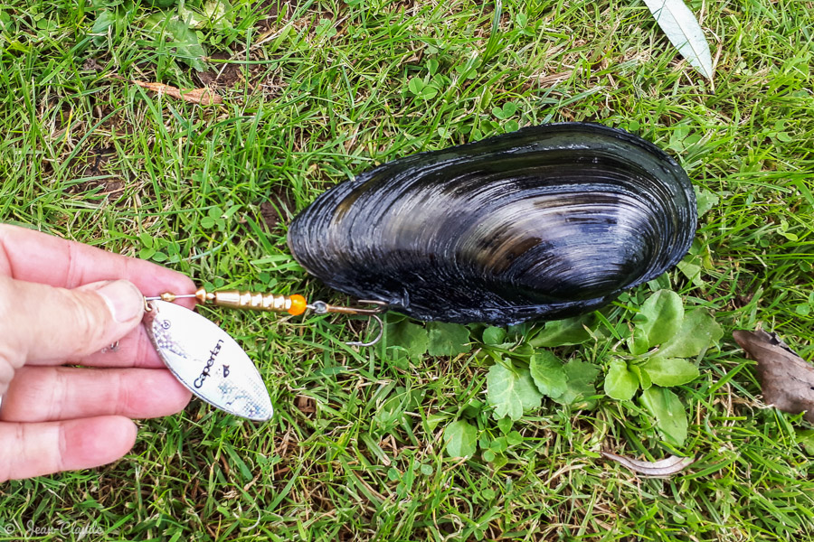 Une moule prise au leurre
