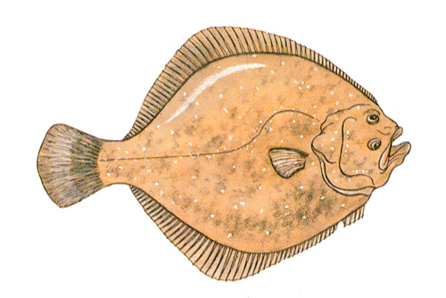 Le Turbot. - (Ancienne illustration)