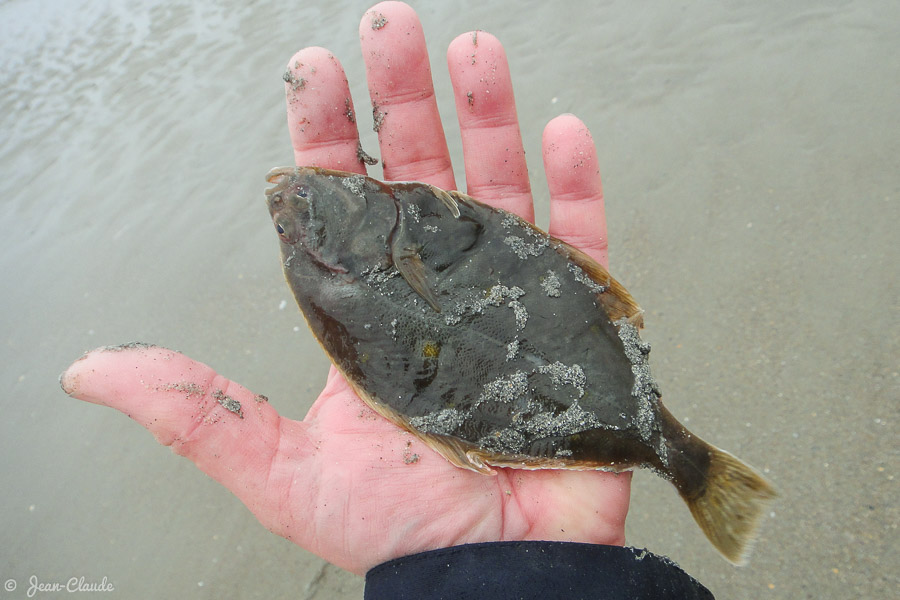 Petit poisson plat qui sera remis à l’eau (piqué à la bouche)