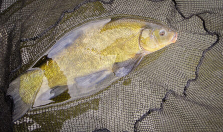 Photographie d’une tanche au fond d’une épuisette