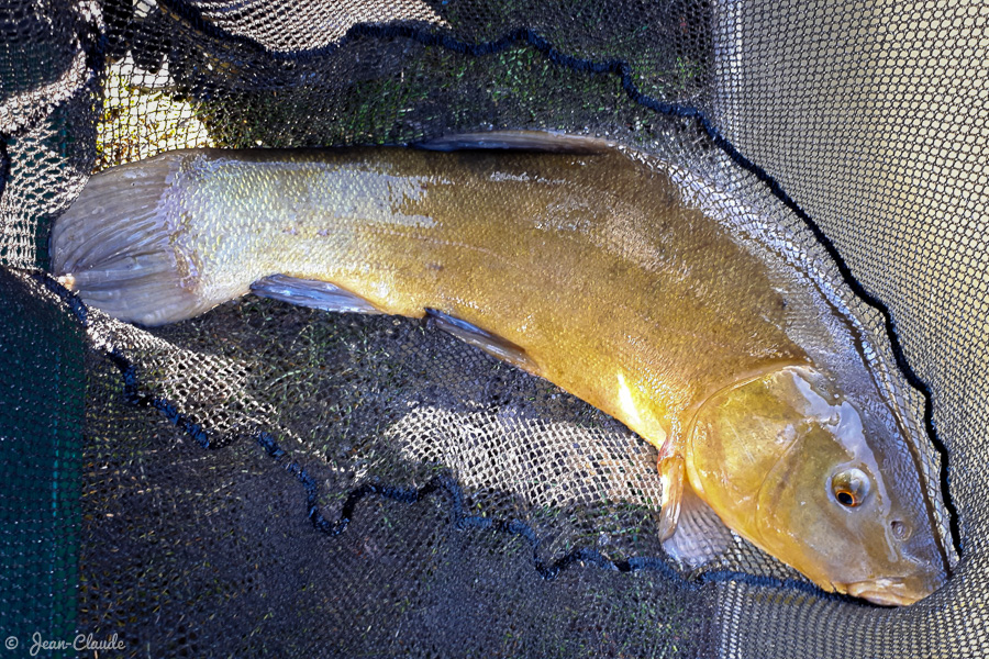 Une première tanche