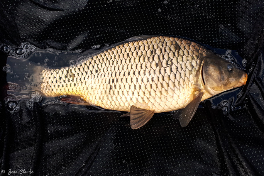 Carpe 1,5 kg au coup