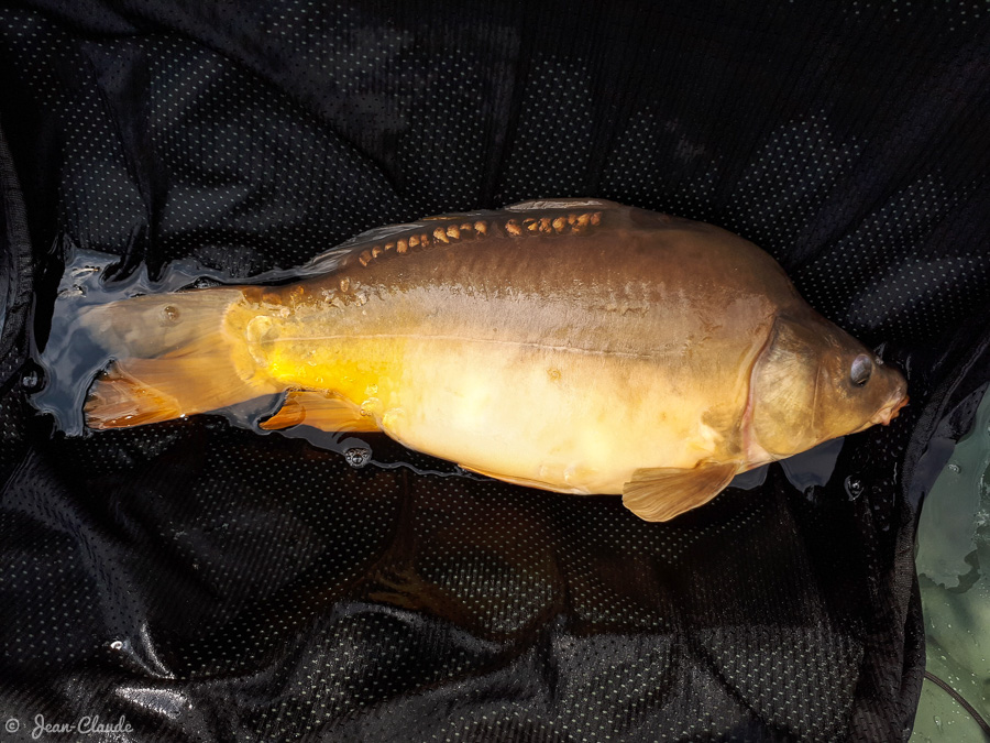 Carpe de 4 kg prise à la longue canne de 6 mètres