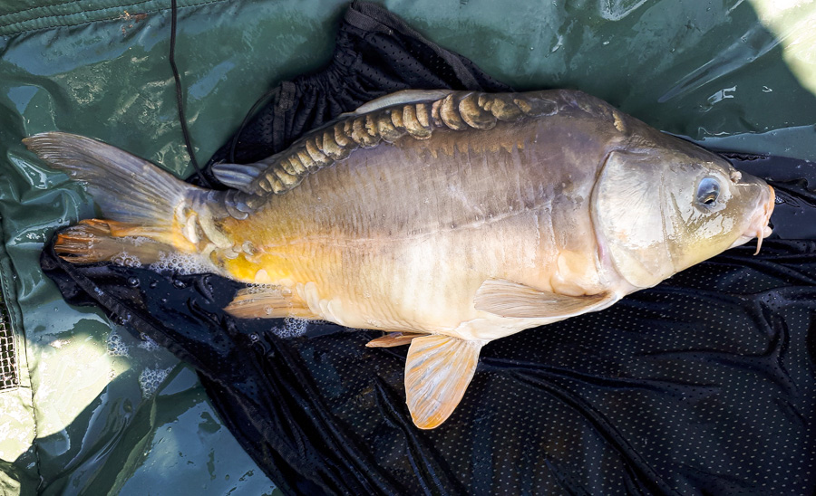 Carpe 6 kg prise au coup